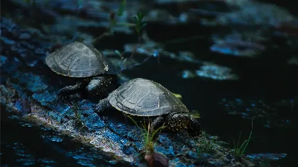 A tatai Fényes tanösvény – egy varázslatos utazás a természet szívében